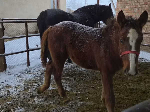 Horses