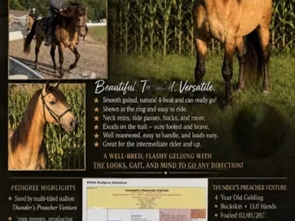 公马, Rocky Mountain Horse