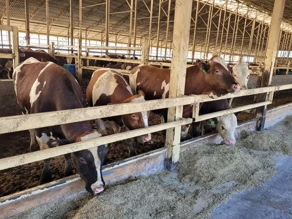 母牛, Simmental cattle