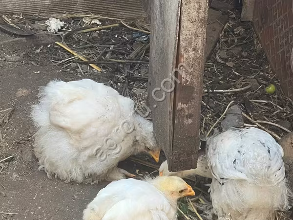 科钦 — 俄罗斯