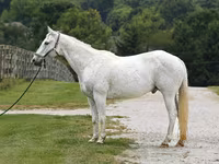 घोड़ा, National Show Horse — फ़ोटो 2