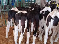 公牛, Holstein breed — 照片 1