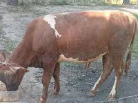 公牛, Cattle — 照片 3