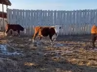 Kuh, Russian Black pied cattle — Foto 3