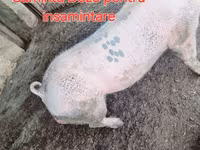 Eber, Schweine — Foto 2