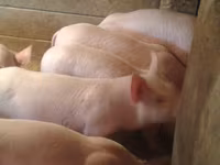 公猪, Pigs — 照片 1
