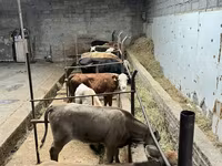 Bull, Cattle — photo 8