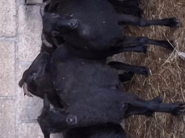 母羊, Sheep — 俄罗斯