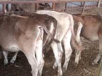 Cow, Simmental cattle — photo 7