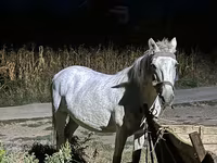 母马, Horses — 照片 2