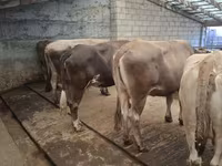 Bull, Cattle — photo 1