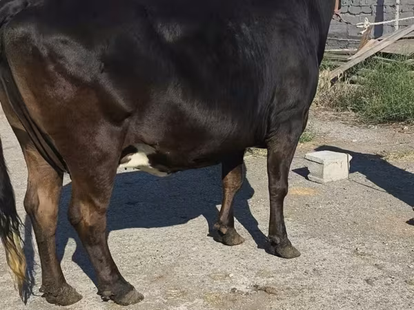 Holstein breed