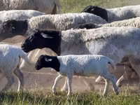 Ram, Dorper sheep — photo 5