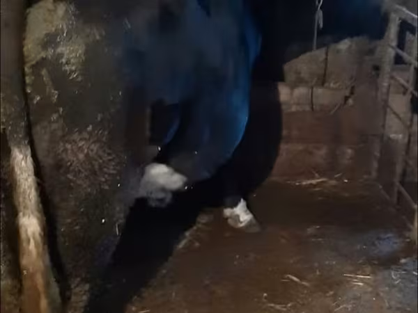 公牛, Cattle