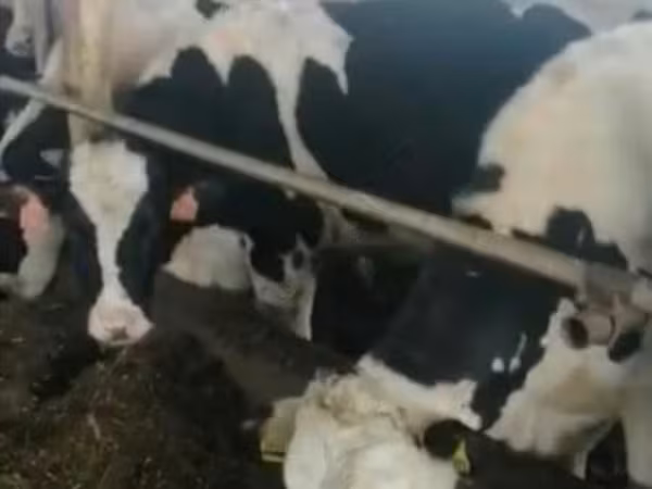 母牛, Holstein breed — 俄罗斯