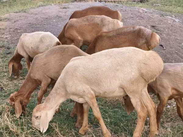 母羊, Arashan sheep