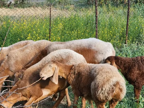 Sheep, Rhon sheep