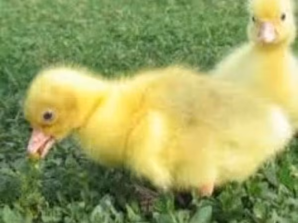 Geese — 俄罗斯