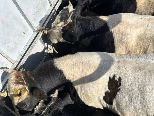 Bull, Holstein breed