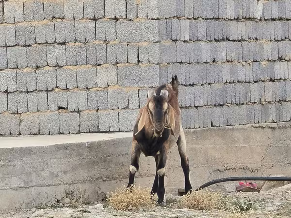 公山羊, Nubian Goat — 哈萨克斯坦