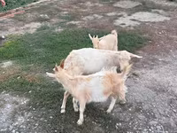 Ziege, Saanen goat — Foto 4