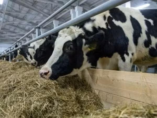 母牛, Russian Black pied cattle