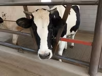 Kuh, Holstein-Rasse — Foto 4