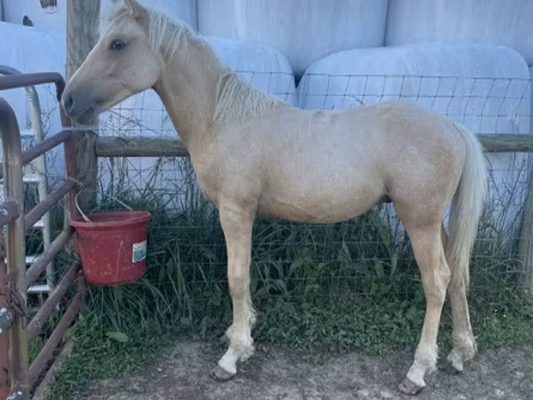 公马, Palomino
