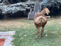 मेढ़ा, Hissar sheep — फ़ोटो 2