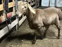 Widder, Arashan sheep — Foto 3