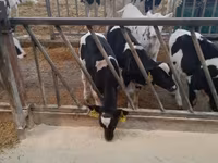 公牛, Holstein breed — 照片 4