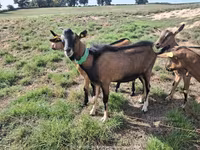 Cabra, Alpine goat — foto 1