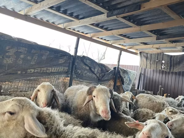 Sheep, Sheep