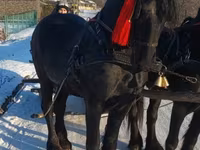Caballo, Friesian — foto 4