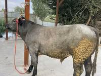 ثور, البلجيكية الزرقاء — الصورة 2