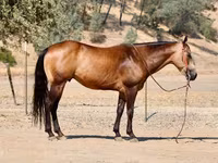 घोड़ा, Quarter Horse — फ़ोटो 3
