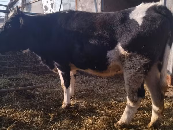 Holstein breed