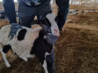 公羊, Baerchuke sheep — 照片 1