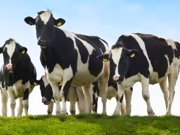 公牛, Cattle — 俄罗斯