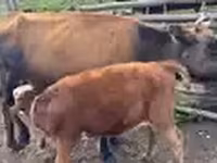 Cow, Cattle — photo 7