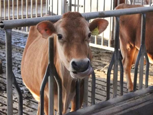 母牛, Holstein breed — 俄罗斯