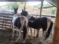 公马, French Trotter — 照片 3