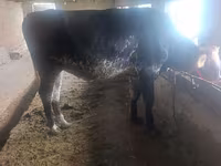 母牛, Cattle — 照片 3