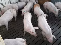 公猪, Pigs — 照片 3