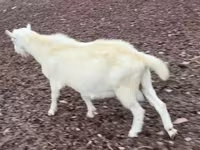 公山羊, Saanen goat — 照片 3
