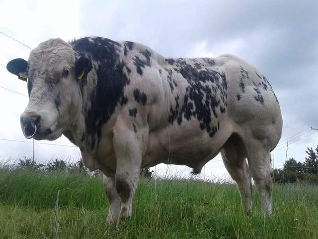 Belgian Blue