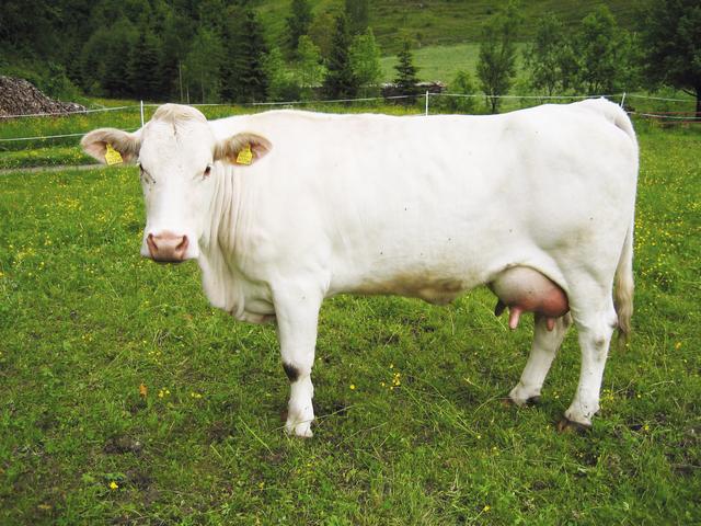 Karinjska bela krava