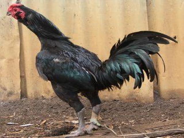Gallo de pelea de fosa australiano