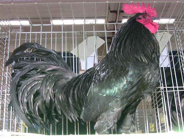 tomaru