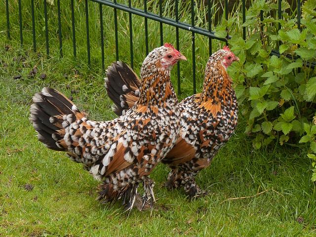 Booted bantam